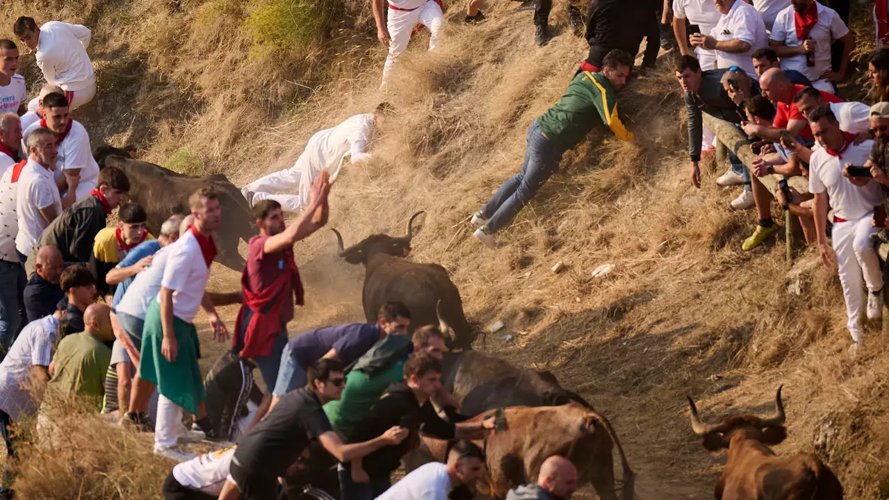 Octavo y último encierro del Pilón en las fiestas de Falces de 2025 con vacas de la ganadería de Teodoro Vergara de Falces. PABLO LASAOSA