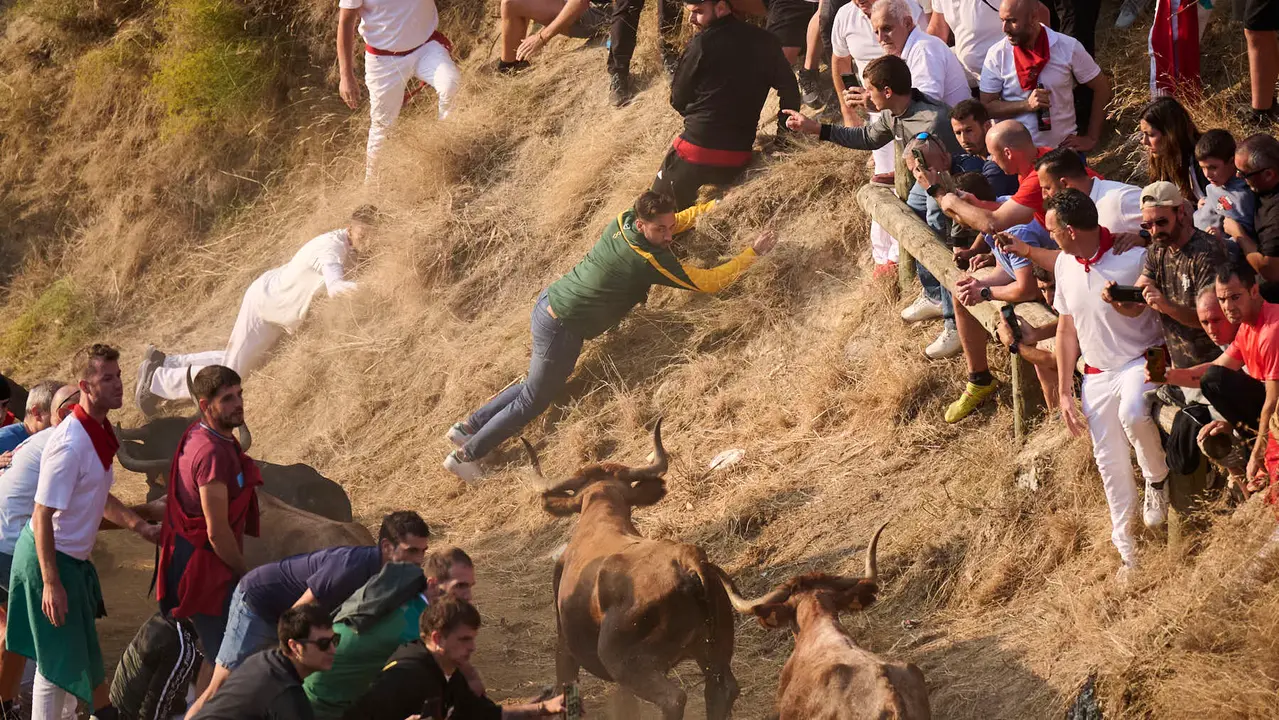 Octavo y último encierro del Pilón en las fiestas de Falces de 2025 con vacas de la ganadería de Teodoro Vergara de Falces. PABLO LASAOSA