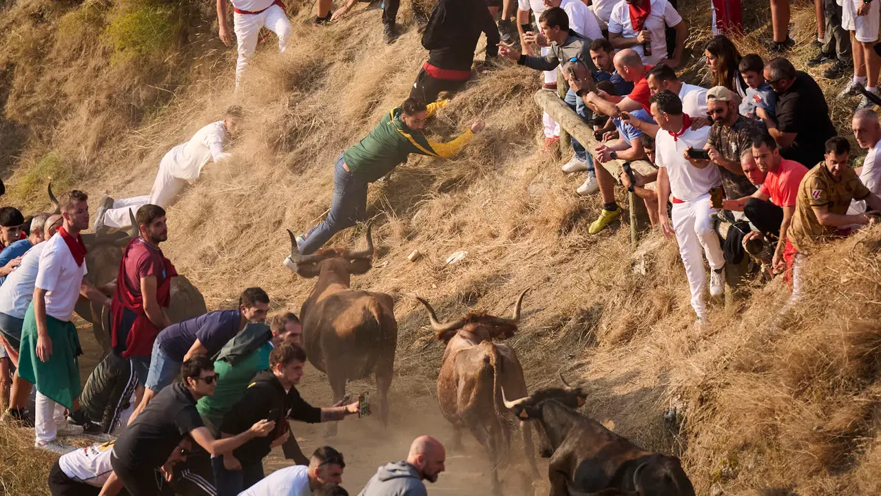 Octavo y último encierro del Pilón en las fiestas de Falces de 2025 con vacas de la ganadería de Teodoro Vergara de Falces. PABLO LASAOSA