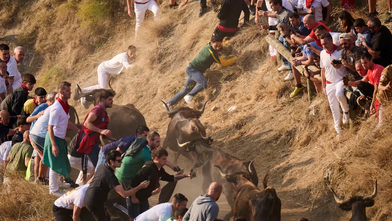 Octavo y último encierro del Pilón en las fiestas de Falces de 2025 con vacas de la ganadería de Teodoro Vergara de Falces. PABLO LASAOSA