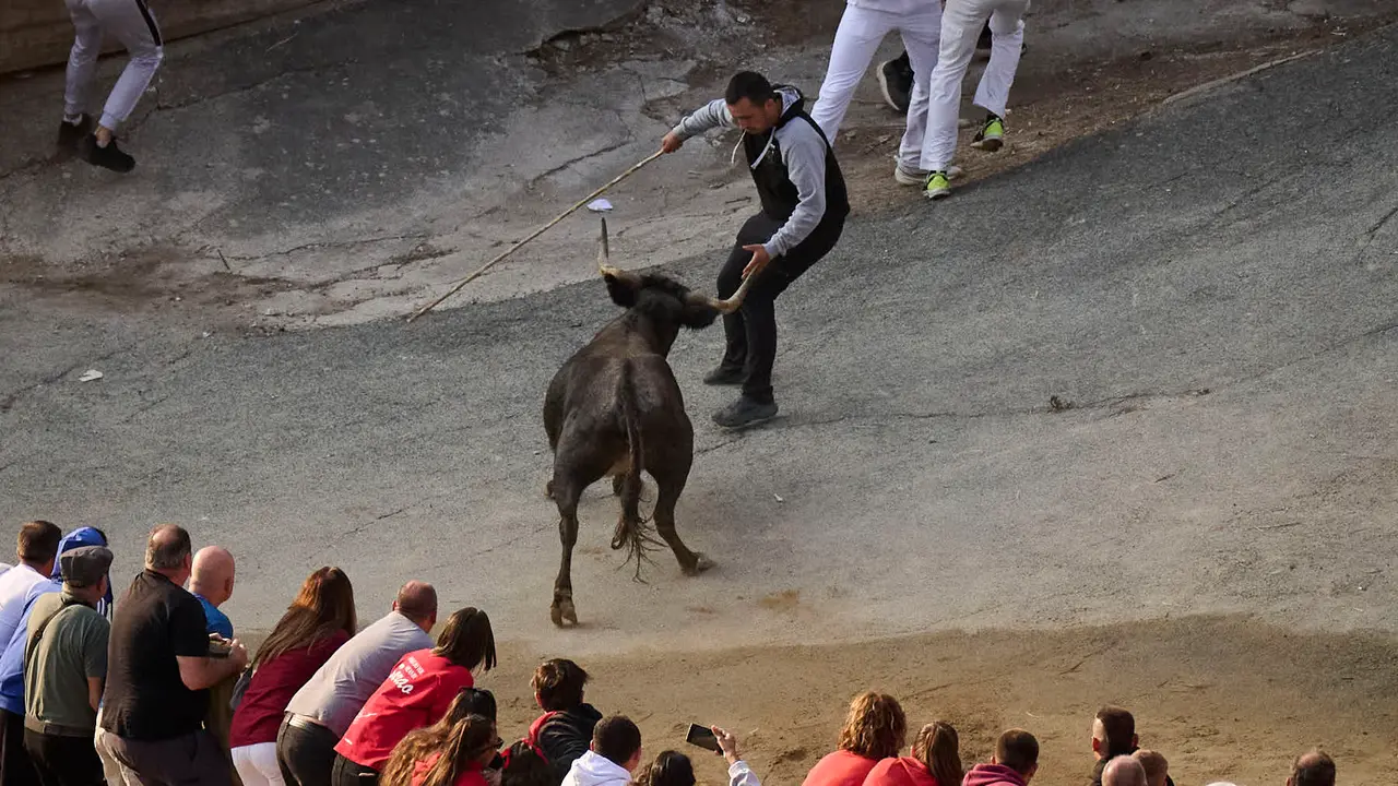 Octavo y último encierro del Pilón en las fiestas de Falces de 2025 con vacas de la ganadería de Teodoro Vergara de Falces. PABLO LASAOSA