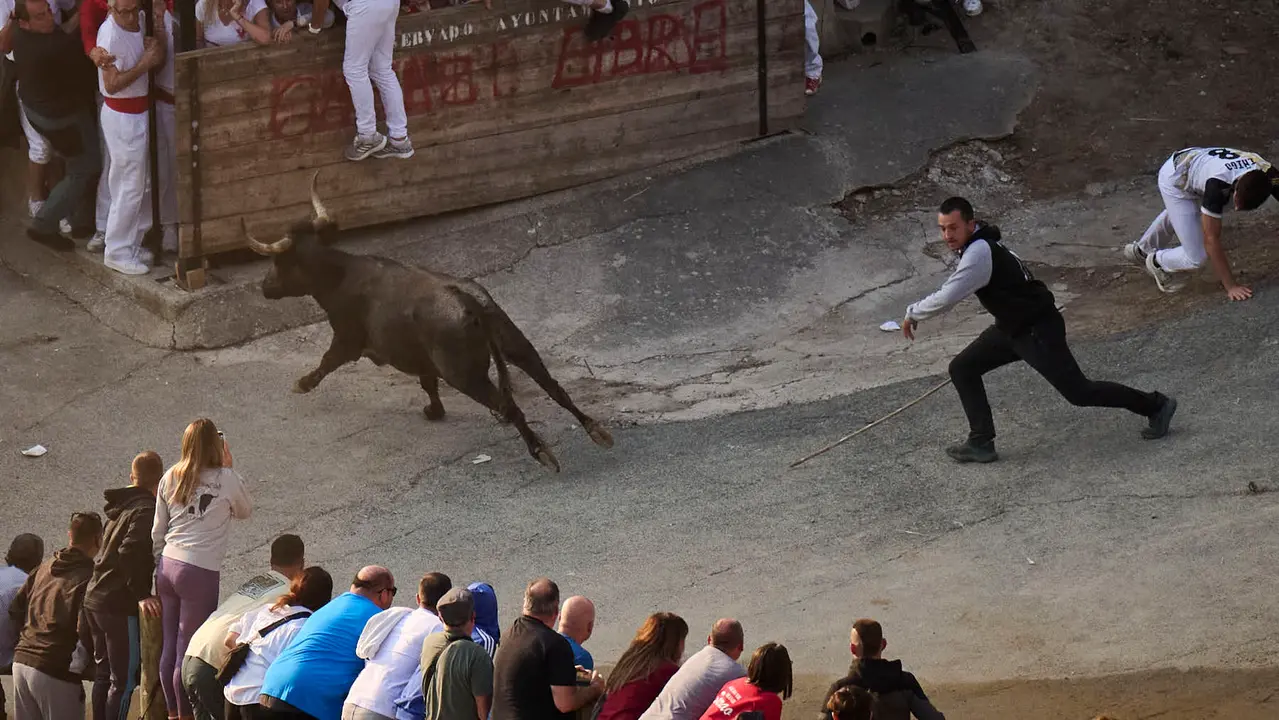 Octavo y último encierro del Pilón en las fiestas de Falces de 2025 con vacas de la ganadería de Teodoro Vergara de Falces. PABLO LASAOSA