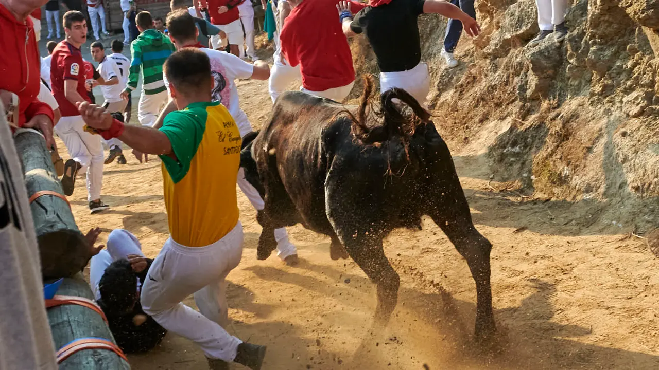 Octavo encierro del Pilón de Falces 2025 con vacas de la ganadería Teodoro Vergara. IRANZU LARRASOAÑA