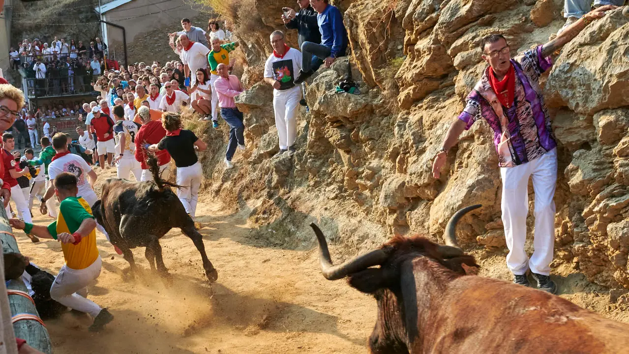 Octavo encierro del Pilón de Falces 2025 con vacas de la ganadería Teodoro Vergara. IRANZU LARRASOAÑA