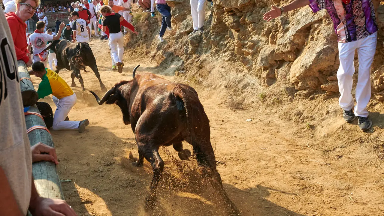 Octavo encierro del Pilón de Falces 2025 con vacas de la ganadería Teodoro Vergara. IRANZU LARRASOAÑA