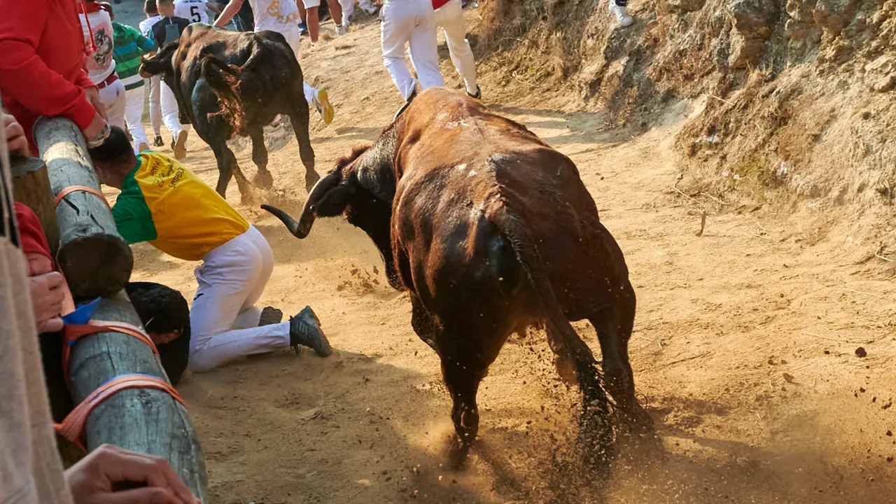 Octavo encierro del Pilón de Falces 2025 con vacas de la ganadería Teodoro Vergara. IRANZU LARRASOAÑA