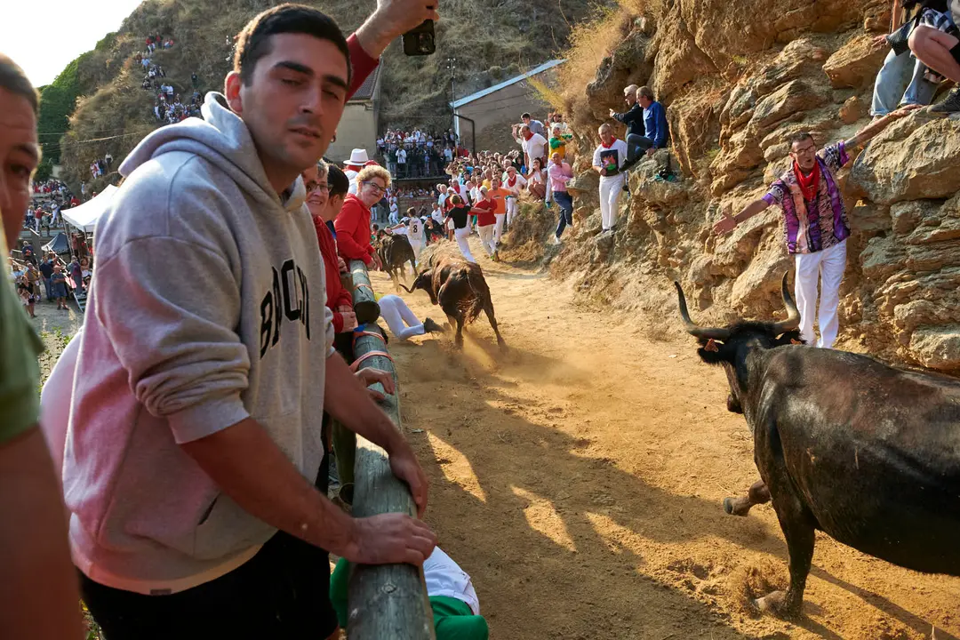Octavo encierro del Pilón de Falces 2025 con vacas de la ganadería Teodoro Vergara. IRANZU LARRASOAÑA