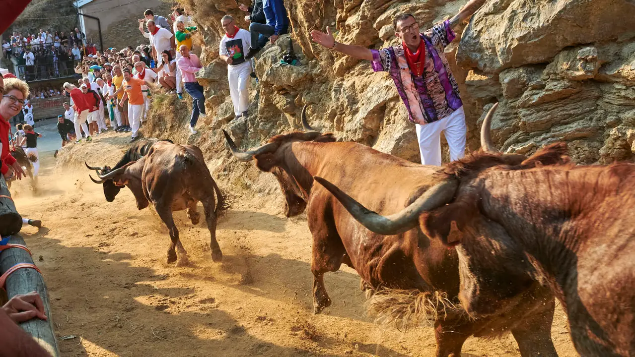 Octavo encierro del Pilón de Falces 2025 con vacas de la ganadería Teodoro Vergara. IRANZU LARRASOAÑA