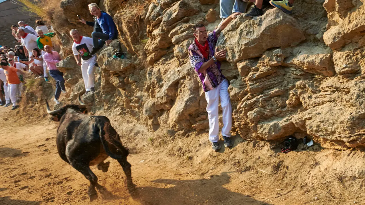 Octavo encierro del Pilón de Falces 2025 con vacas de la ganadería Teodoro Vergara. IRANZU LARRASOAÑA