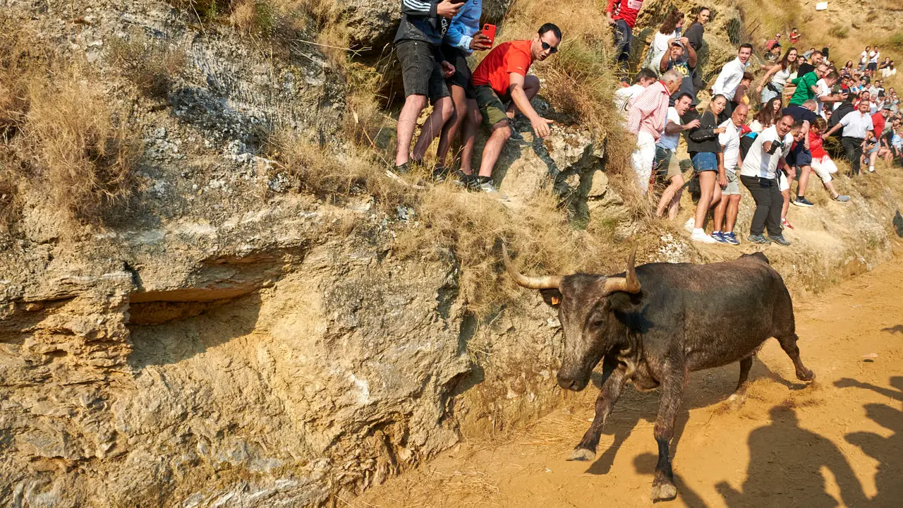 Octavo encierro del Pilón de Falces 2025 con vacas de la ganadería Teodoro Vergara. IRANZU LARRASOAÑA