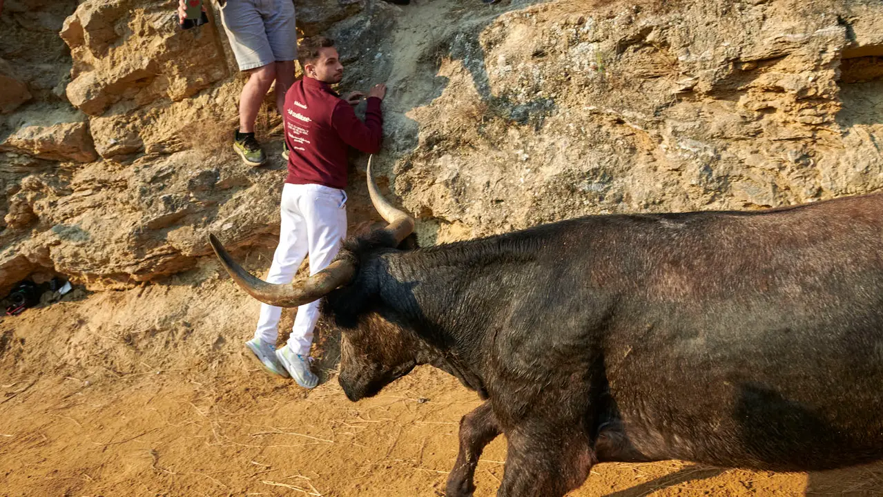 Octavo encierro del Pilón de Falces 2025 con vacas de la ganadería Teodoro Vergara. IRANZU LARRASOAÑA
