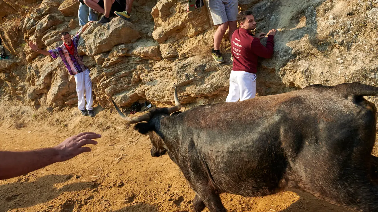 Octavo encierro del Pilón de Falces 2025 con vacas de la ganadería Teodoro Vergara. IRANZU LARRASOAÑA