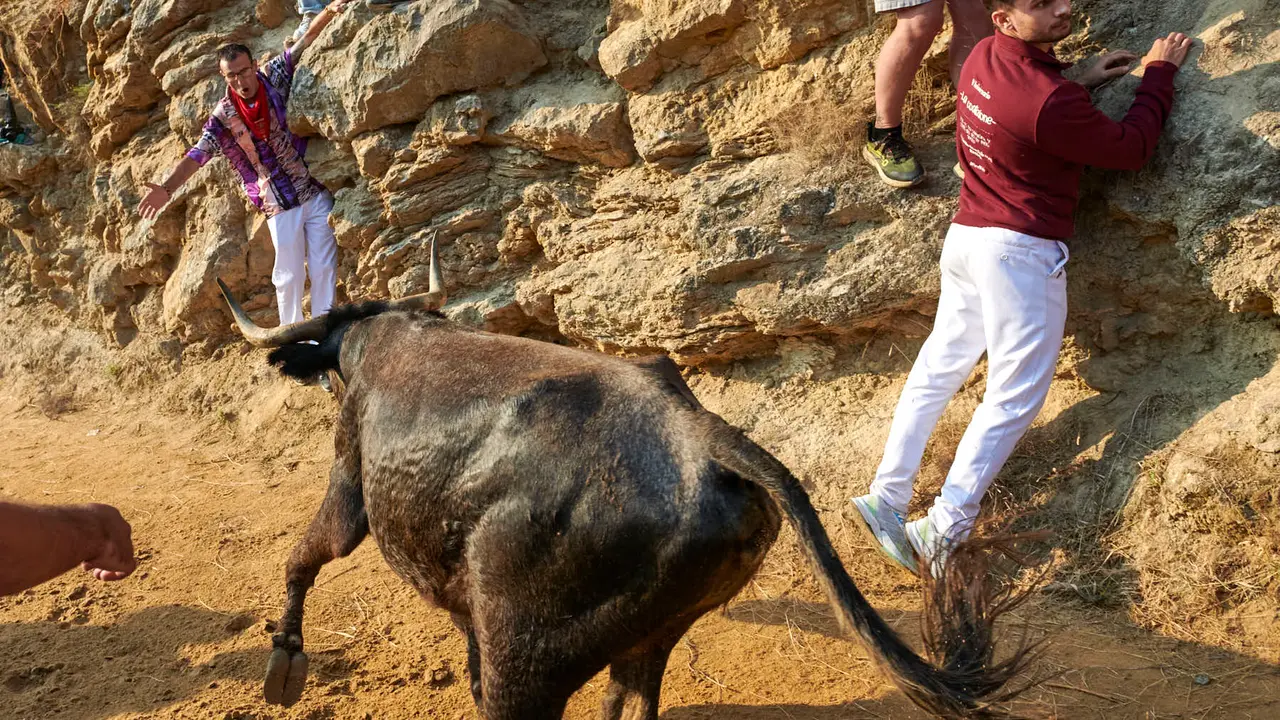 Octavo encierro del Pilón de Falces 2025 con vacas de la ganadería Teodoro Vergara. IRANZU LARRASOAÑA