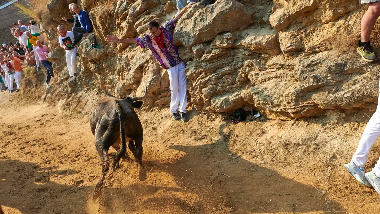 Octavo encierro del Pilón de Falces 2025 con vacas de la ganadería Teodoro Vergara. IRANZU LARRASOAÑA