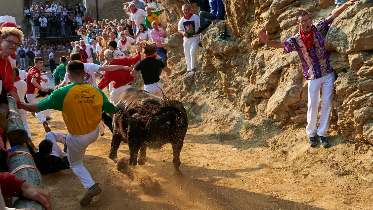 Octavo encierro del Pilón de Falces 2025 con vacas de la ganadería Teodoro Vergara. IRANZU LARRASOAÑA