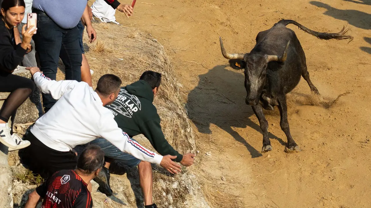 Octavo encierro del Pilón con vacas de la ganadería Teodoro Vergara. Maite H. Mateo..-02