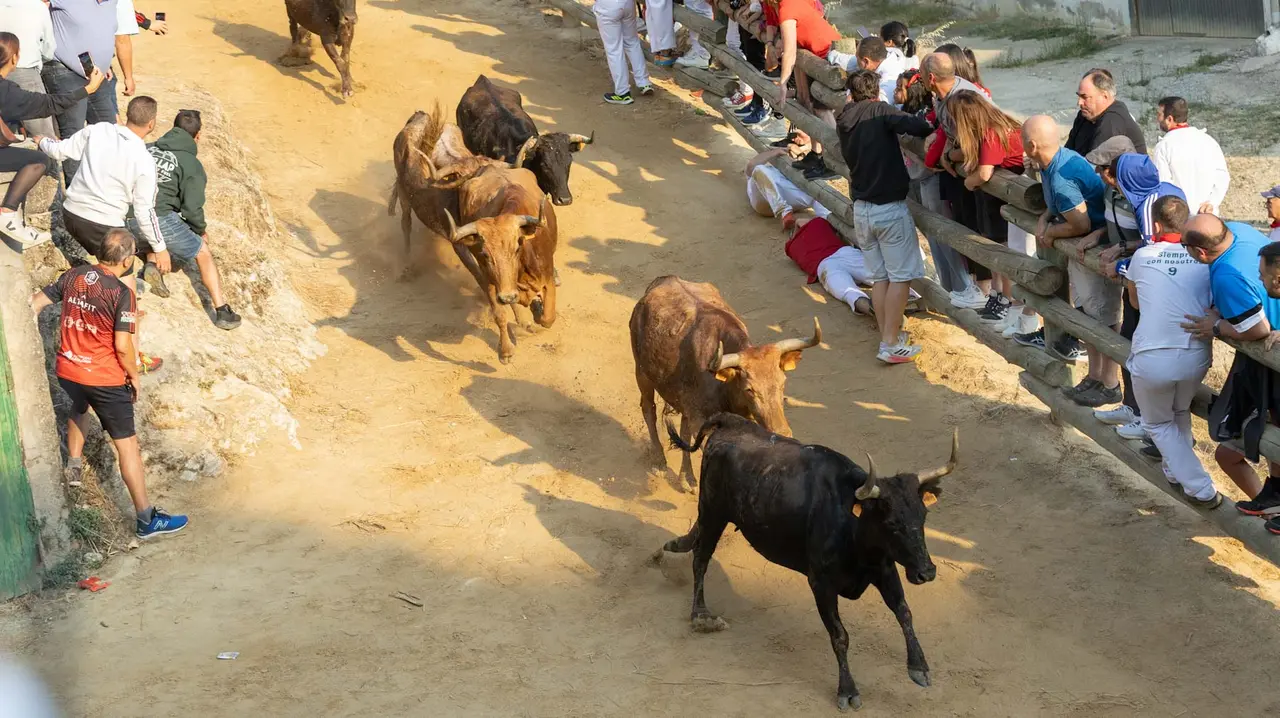 Octavo encierro del Pilón con vacas de la ganadería Teodoro Vergara. Maite H. Mateo..-03
