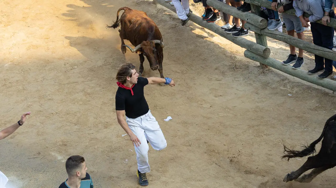 Octavo encierro del Pilón con vacas de la ganadería Teodoro Vergara. Maite H. Mateo..-04