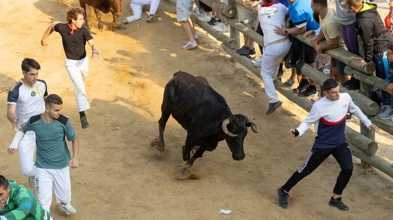 Octavo encierro del Pilón con vacas de la ganadería Teodoro Vergara. Maite H. Mateo..-05