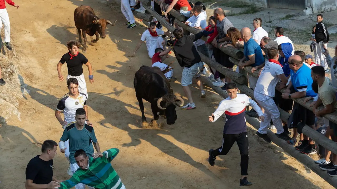 Octavo encierro del Pilón con vacas de la ganadería Teodoro Vergara. Maite H. Mateo..-06