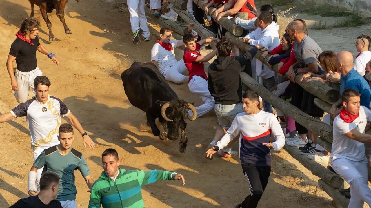Octavo encierro del Pilón con vacas de la ganadería Teodoro Vergara. Maite H. Mateo..-07