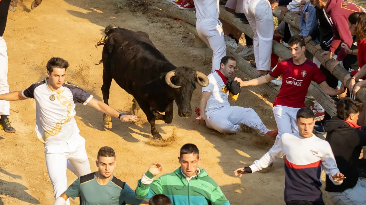 Octavo encierro del Pilón con vacas de la ganadería Teodoro Vergara. Maite H. Mateo..-08