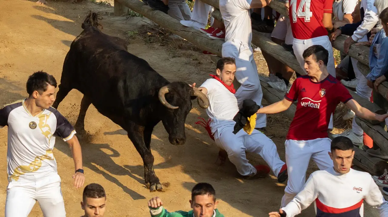 Octavo encierro del Pilón con vacas de la ganadería Teodoro Vergara. Maite H. Mateo..-09