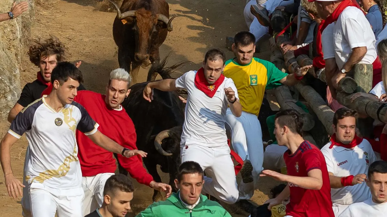 Octavo encierro del Pilón con vacas de la ganadería Teodoro Vergara. Maite H. Mateo..-11