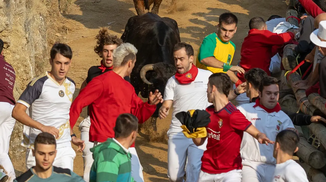 Octavo encierro del Pilón con vacas de la ganadería Teodoro Vergara. Maite H. Mateo..-13