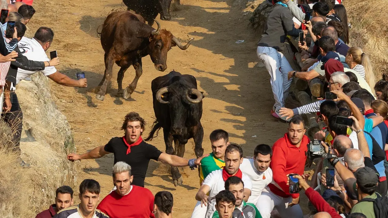 Octavo encierro del Pilón con vacas de la ganadería Teodoro Vergara. Maite H. Mateo..-14