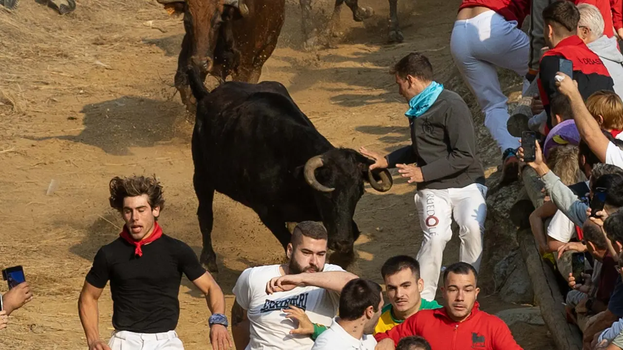 Octavo encierro del Pilón con vacas de la ganadería Teodoro Vergara. Maite H. Mateo..-15
