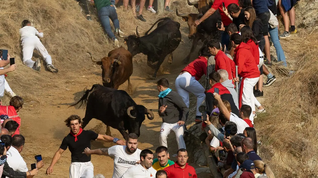 Octavo encierro del Pilón con vacas de la ganadería Teodoro Vergara. Maite H. Mateo..-16
