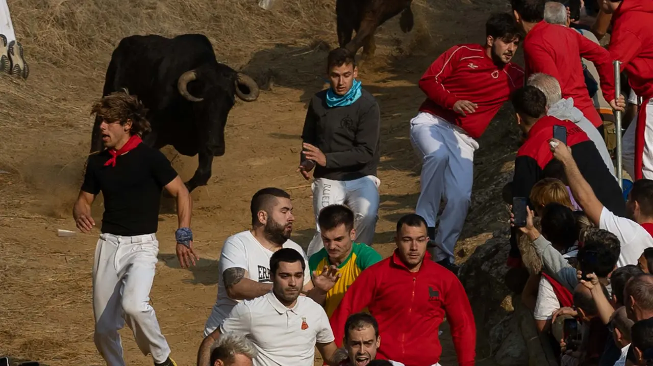 Octavo encierro del Pilón con vacas de la ganadería Teodoro Vergara. Maite H. Mateo..-17