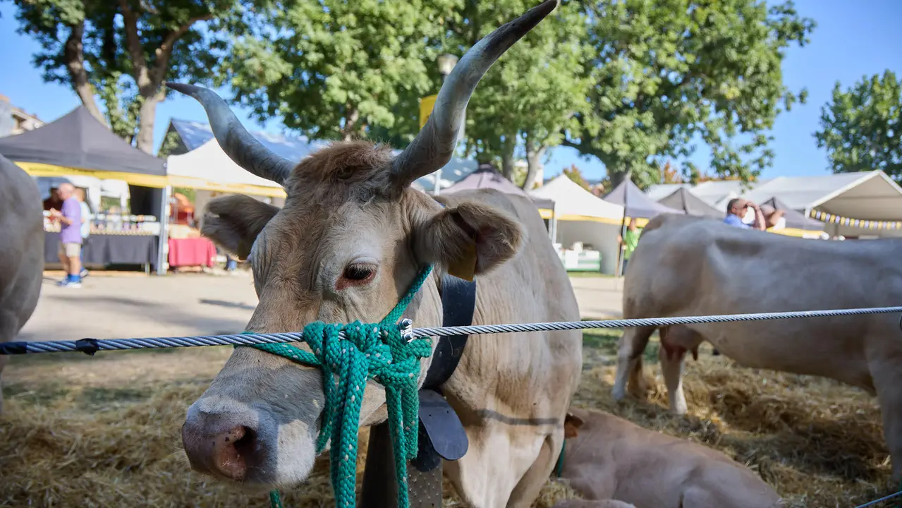 Feria de ganado Autentika de razas autóctonas navarras en el parque de la Runa de Pamplona. IÑIGO ALZUGARAY