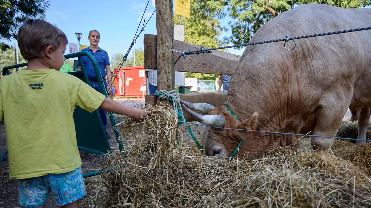 Feria de ganado Autentika de razas autóctonas navarras en el parque de la Runa de Pamplona. IÑIGO ALZUGARAY