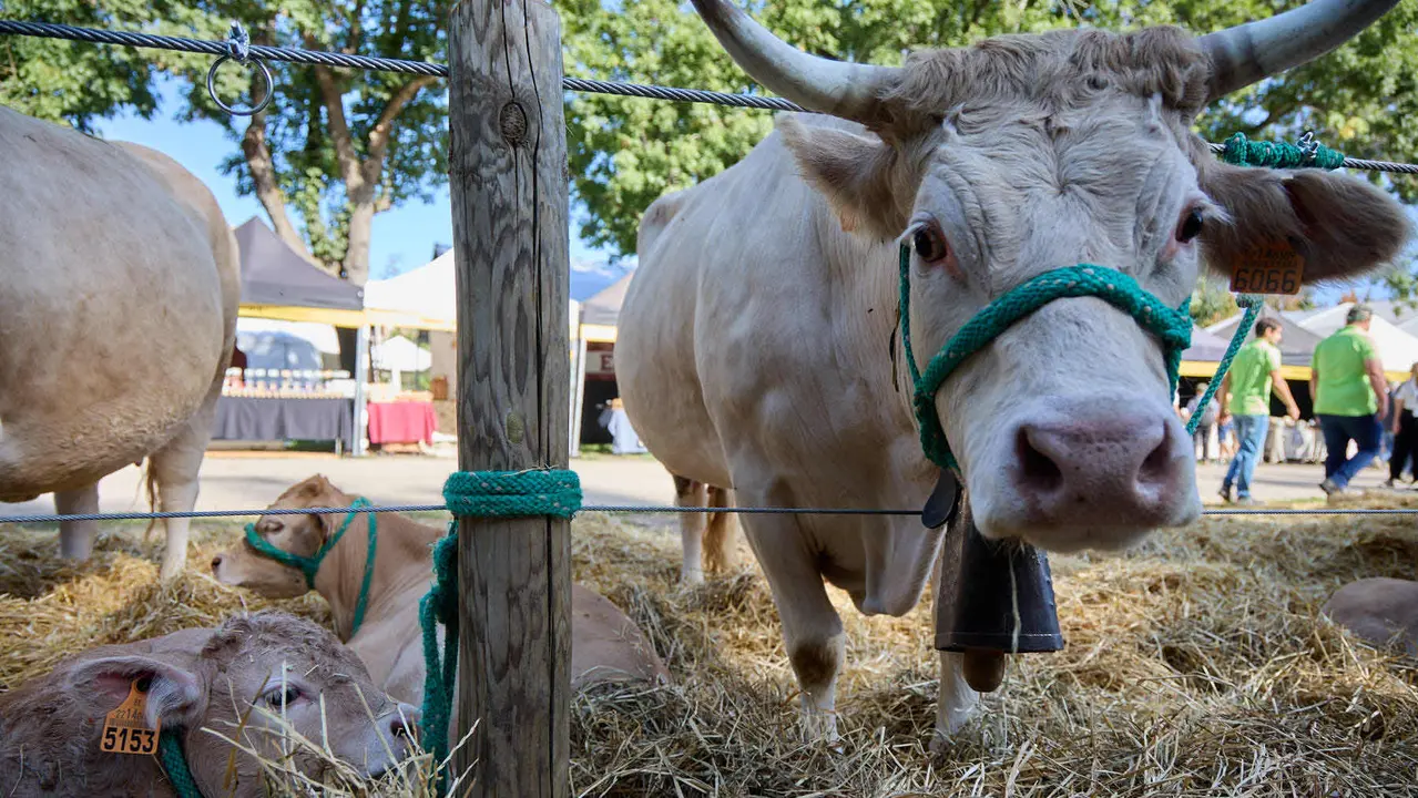 Feria de ganado Autentika de razas autóctonas navarras en el parque de la Runa de Pamplona. IÑIGO ALZUGARAY