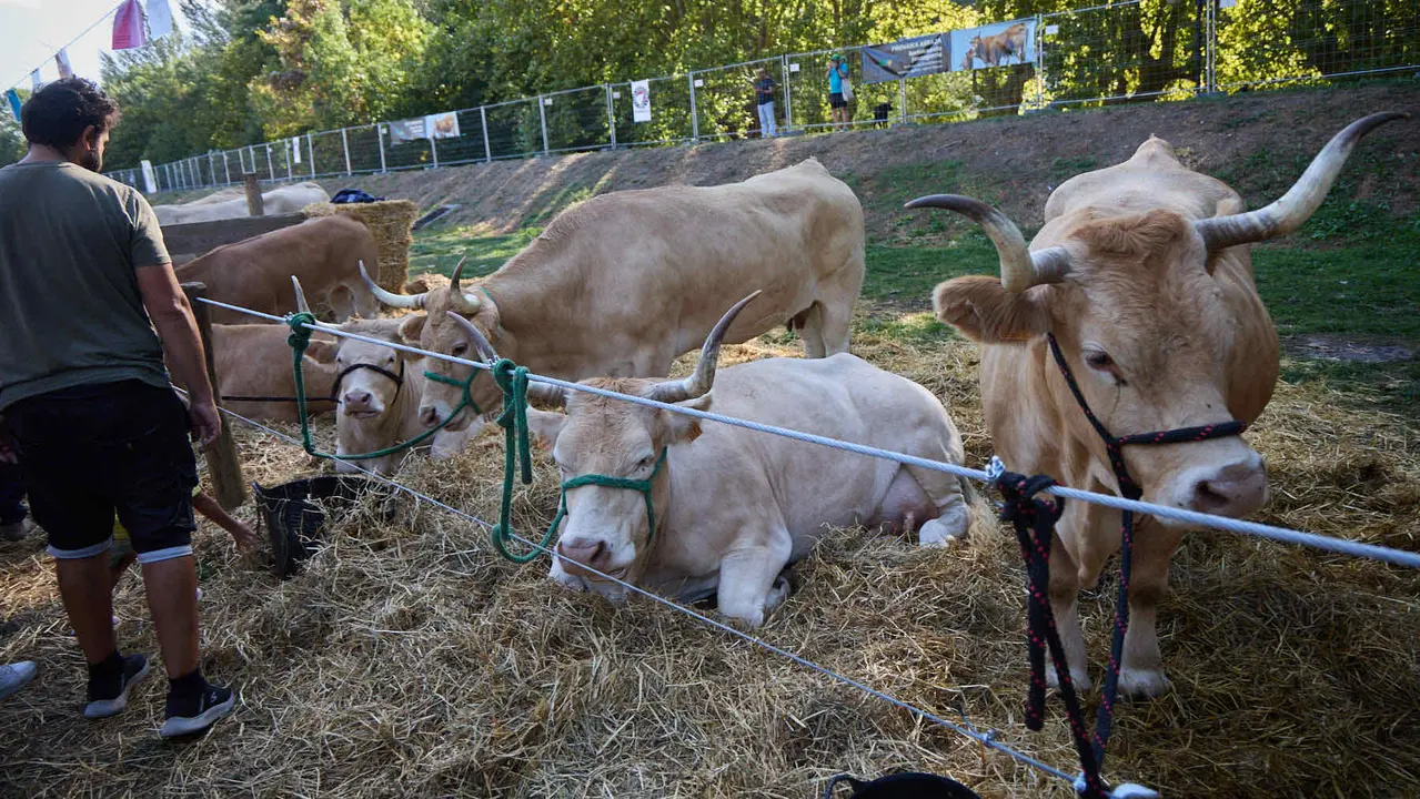 Feria de ganado Autentika de razas autóctonas navarras en el parque de la Runa de Pamplona. IÑIGO ALZUGARAY