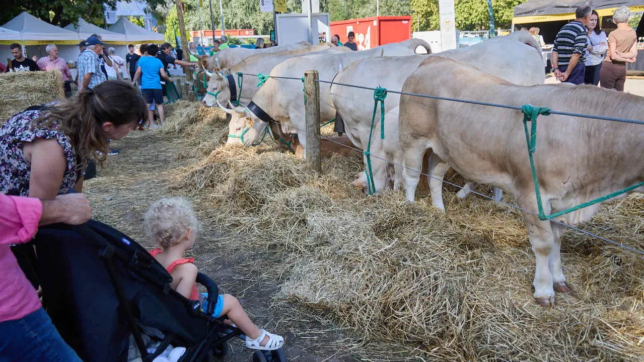 Feria de ganado Autentika de razas autóctonas navarras en el parque de la Runa de Pamplona. IÑIGO ALZUGARAY