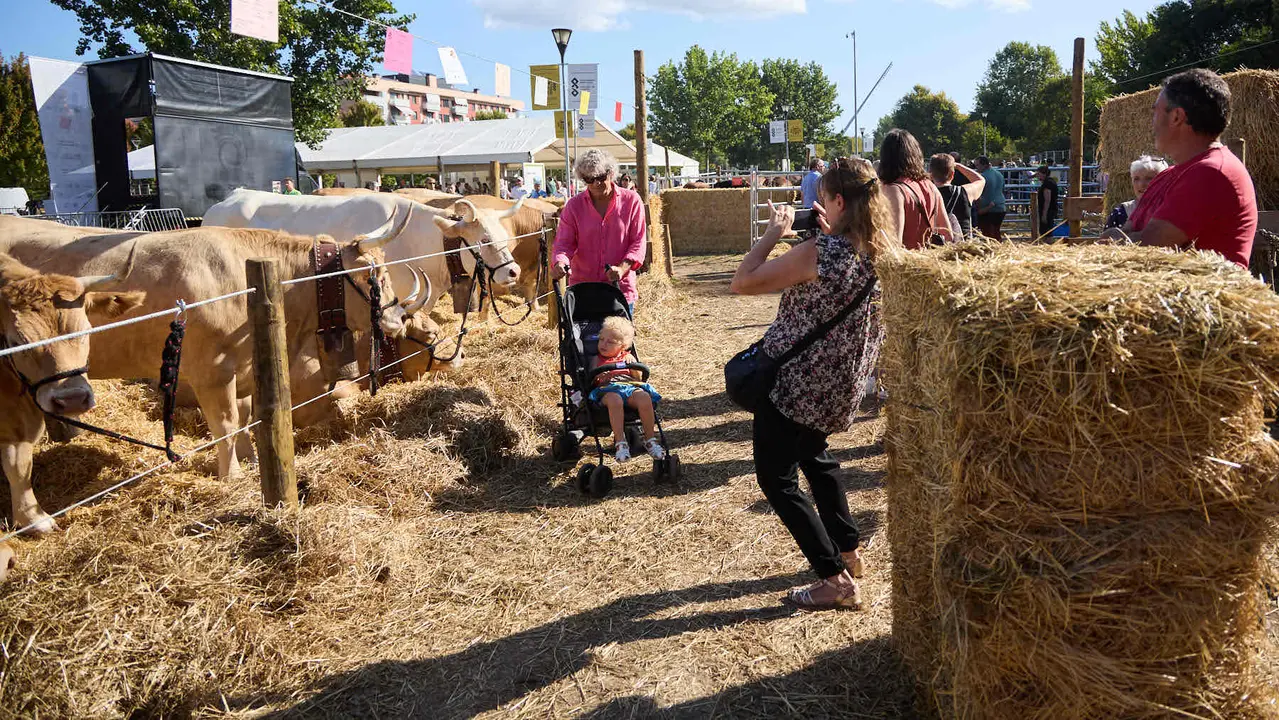 Feria de ganado Autentika de razas autóctonas navarras en el parque de la Runa de Pamplona. IÑIGO ALZUGARAY