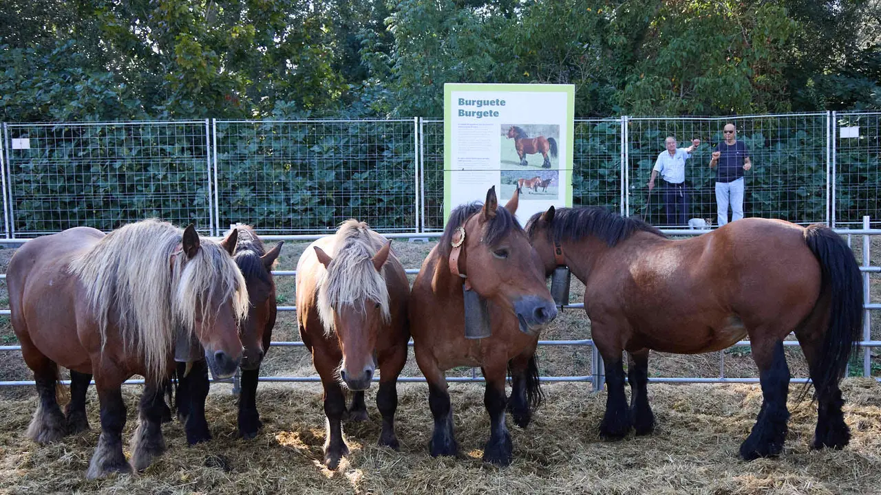 Feria de ganado Autentika de razas autóctonas navarras en el parque de la Runa de Pamplona. IÑIGO ALZUGARAY