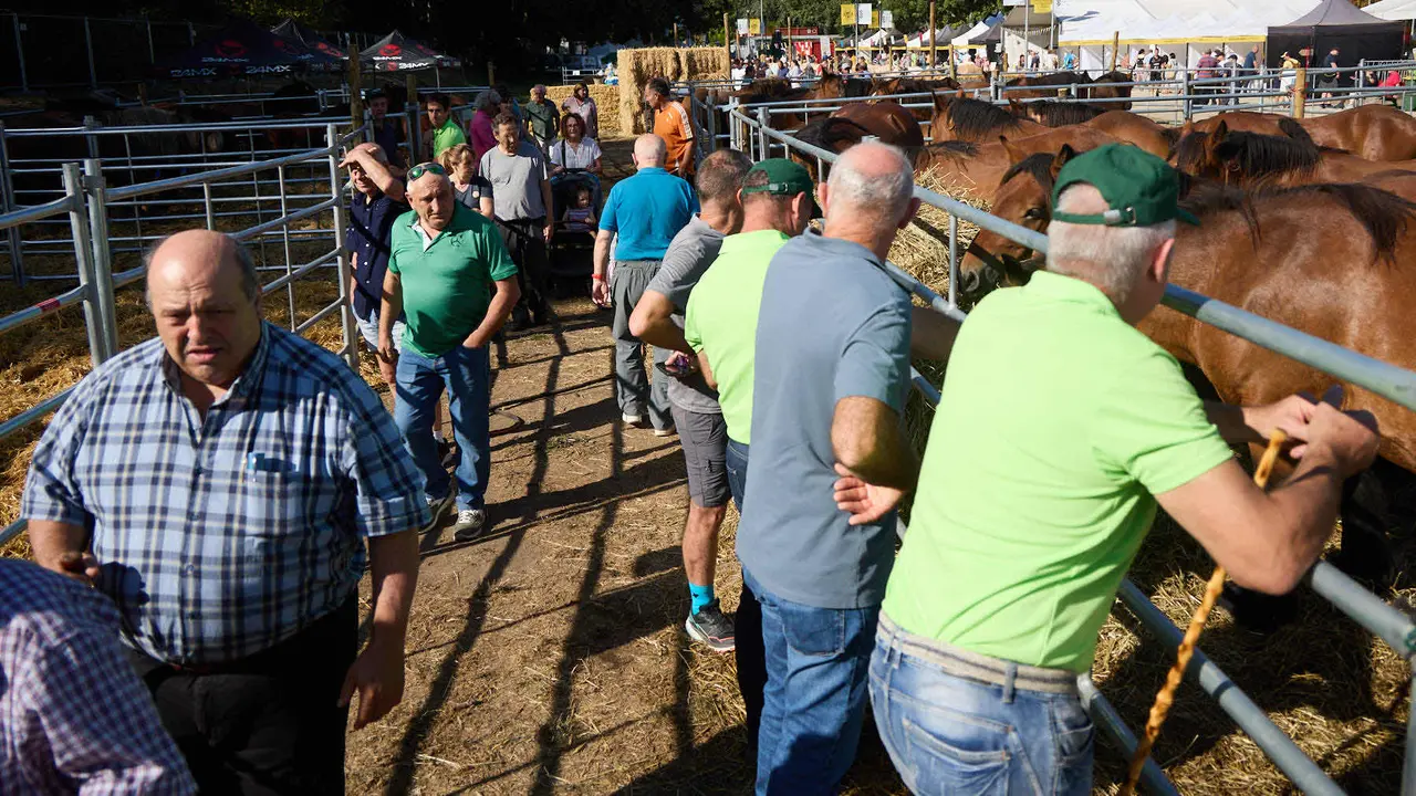 Feria de ganado Autentika de razas autóctonas navarras en el parque de la Runa de Pamplona. IÑIGO ALZUGARAY