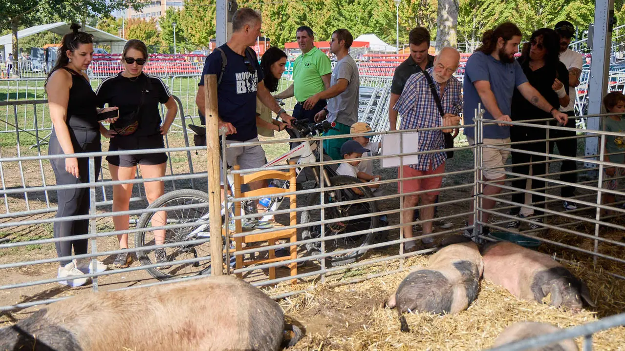 Feria de ganado Autentika de razas autóctonas navarras en el parque de la Runa de Pamplona. IÑIGO ALZUGARAY