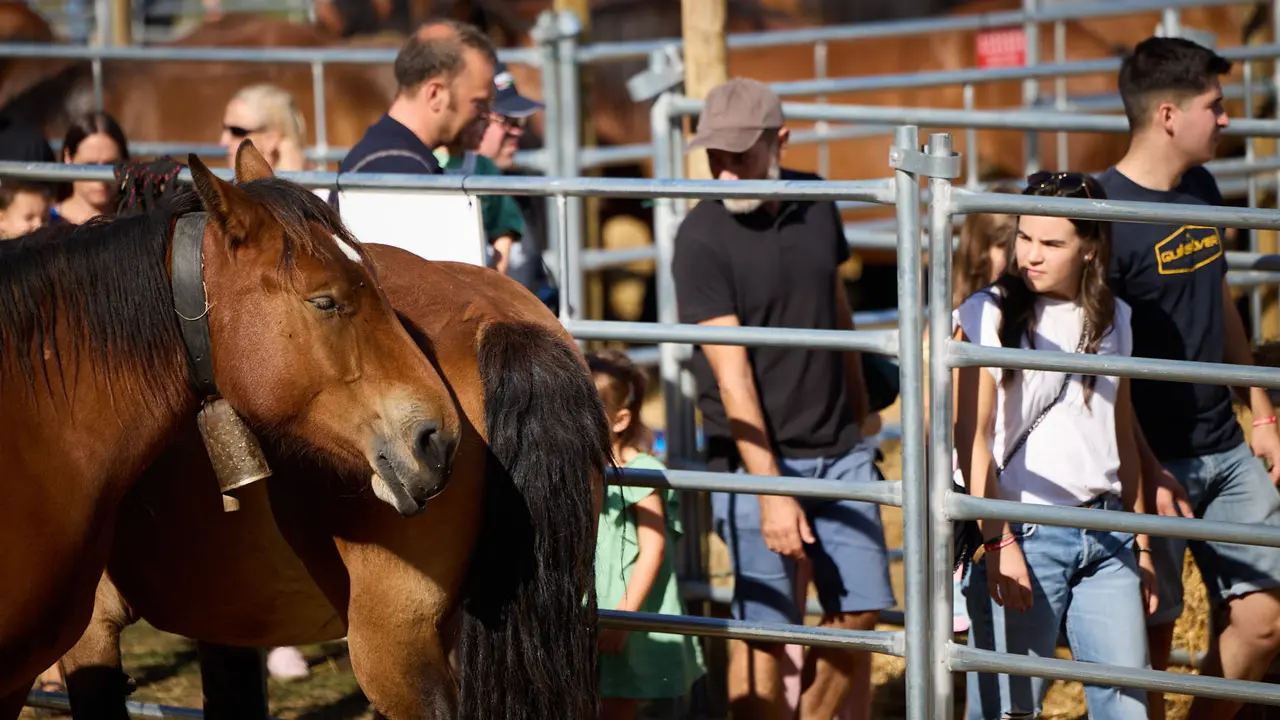 Feria de ganado Autentika de razas autóctonas navarras en el parque de la Runa de Pamplona. IÑIGO ALZUGARAY