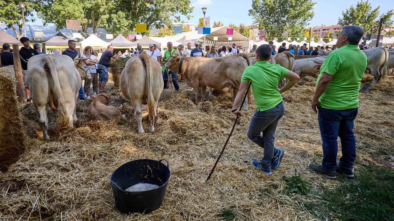 Feria de ganado Autentika de razas autóctonas navarras en el parque de la Runa de Pamplona. IÑIGO ALZUGARAY
