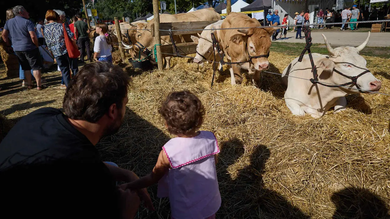 Feria de ganado Autentika de razas autóctonas navarras en el parque de la Runa de Pamplona. IÑIGO ALZUGARAY