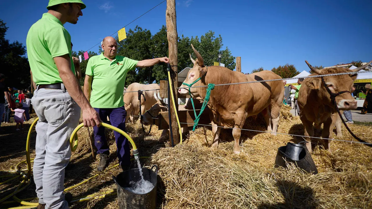 Feria de ganado Autentika de razas autóctonas navarras en el parque de la Runa de Pamplona. IÑIGO ALZUGARAY