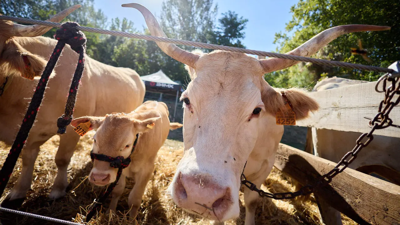 Feria de ganado Autentika de razas autóctonas navarras en el parque de la Runa de Pamplona. IÑIGO ALZUGARAY