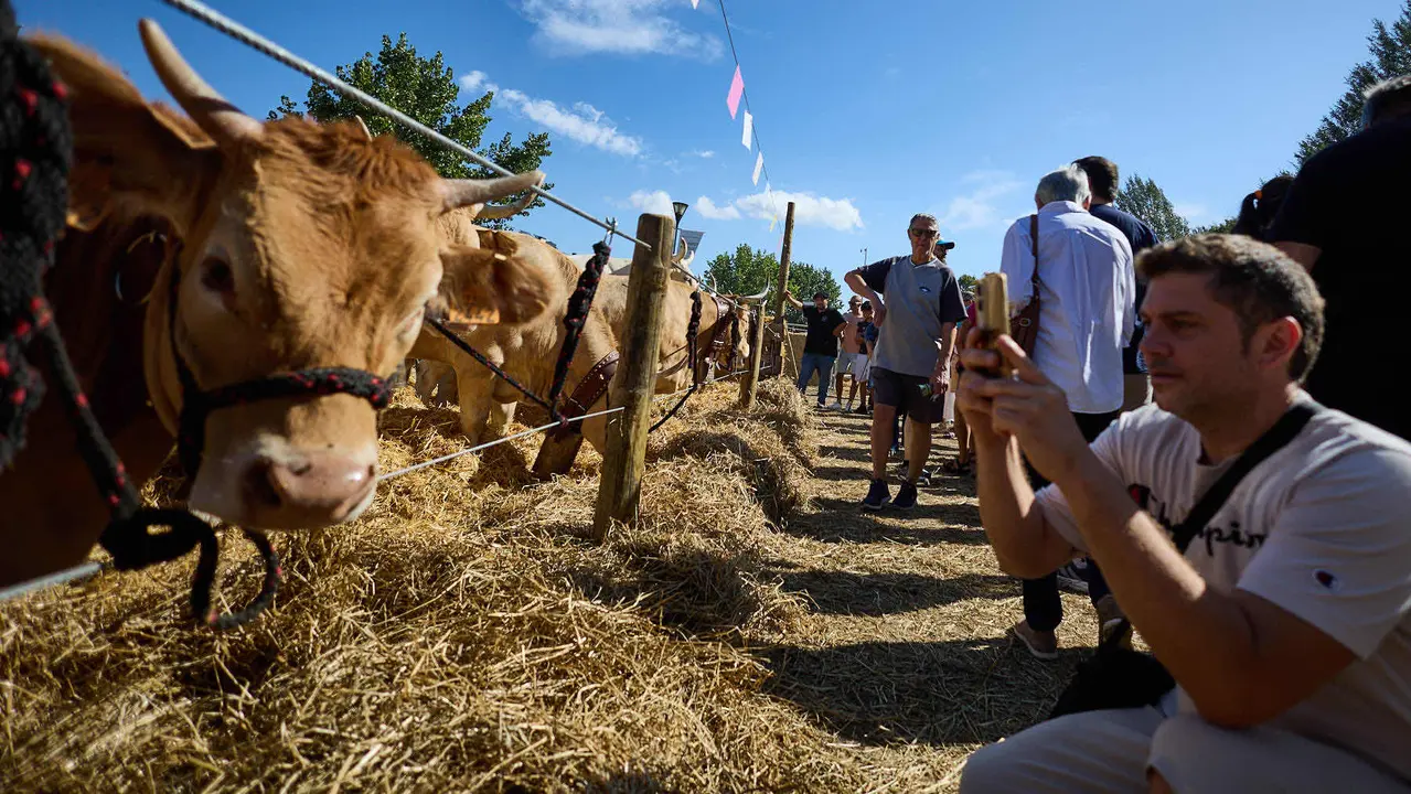 Feria de ganado Autentika de razas autóctonas navarras en el parque de la Runa de Pamplona. IÑIGO ALZUGARAY