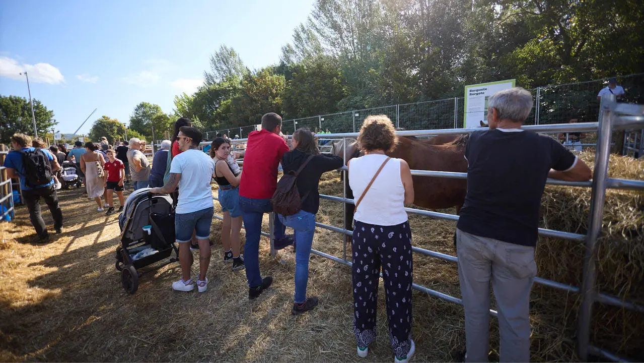 Feria de ganado Autentika de razas autóctonas navarras en el parque de la Runa de Pamplona. IÑIGO ALZUGARAY