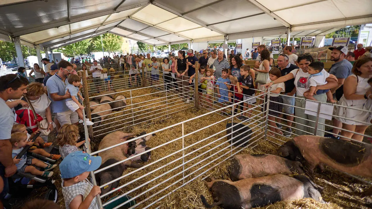 Feria de ganado Autentika de razas autóctonas navarras en el parque de la Runa de Pamplona. IÑIGO ALZUGARAY